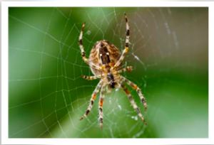 Garden spider on a web